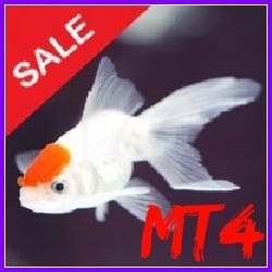 Fish n Grid EA MT4